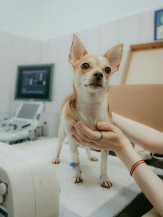 Cachorro na mesa do veterinário