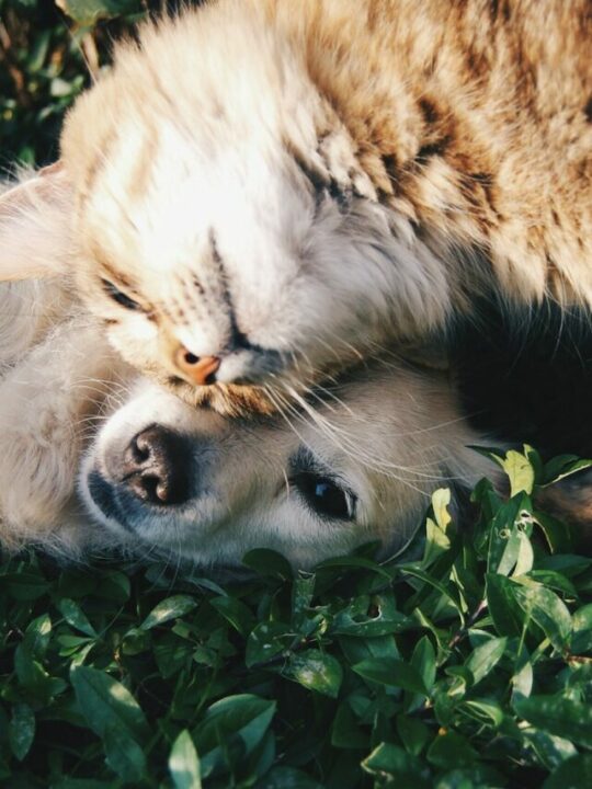 Gato e cachorro deitados na grama.
