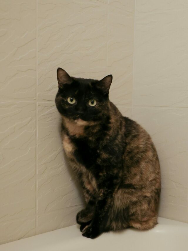 Imagem de gato