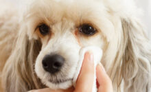 Imagem de cachorro