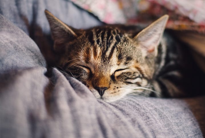 Gato dormindo.