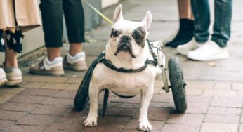 Hérnia de disco em cachorro: o que é, sintomas e tratamento