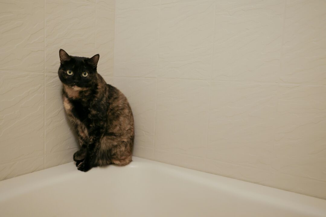 Imagem de gato