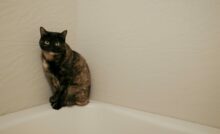 Imagem de gato