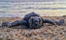 Tartaruga na areia.