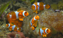 Peixes laranja no aquário.