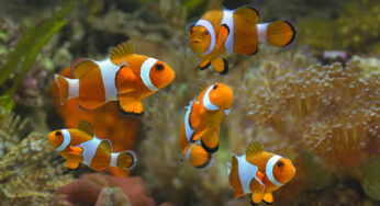Peixes laranja de aquário: saiba mais sobre eles