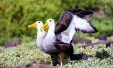 Pássaros do tipo albatroz na natureza