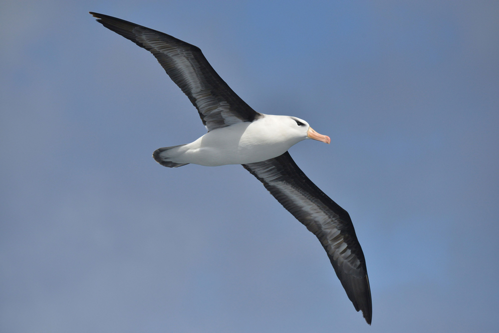 Pássaro albatroz