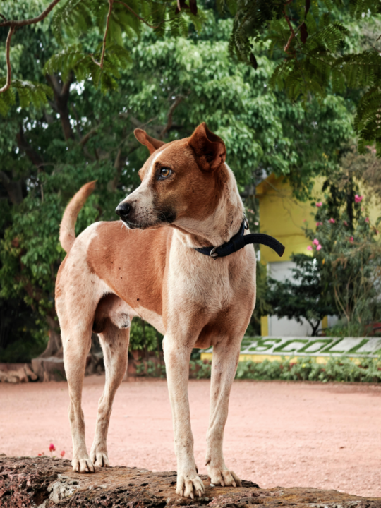 Cachorro SRD na rua.