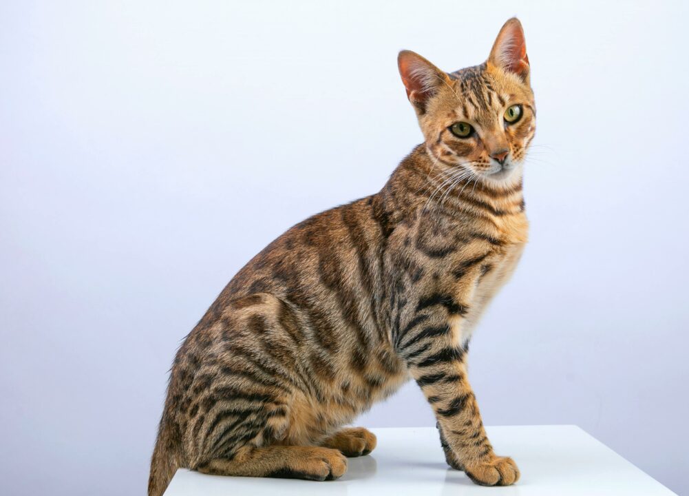 Imagem de gato bengal