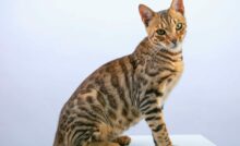 Imagem de gato bengal