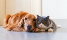 cachorro e gato deitados
