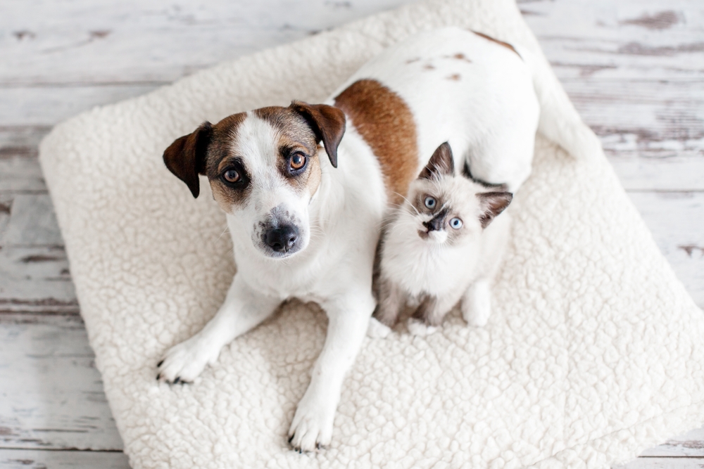 cachorro e gato brancos na cama