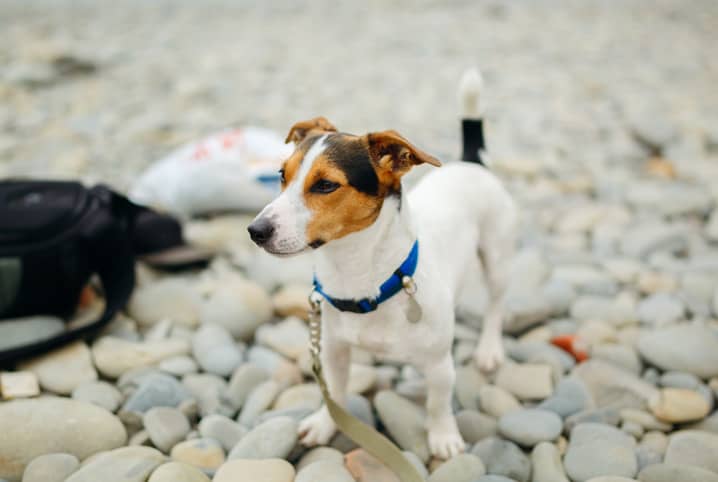 cachorro-precisa-passear-4