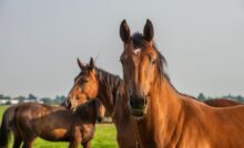 Cavalos ao ar livre.