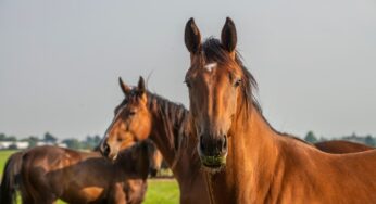 Saiba quanto tempo um cavalo pode ficar sem comer