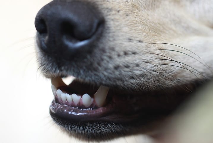 Como dar comprimido para cachorro? Confira dicas práticas 2 Boca de cachorro semi-aberta.