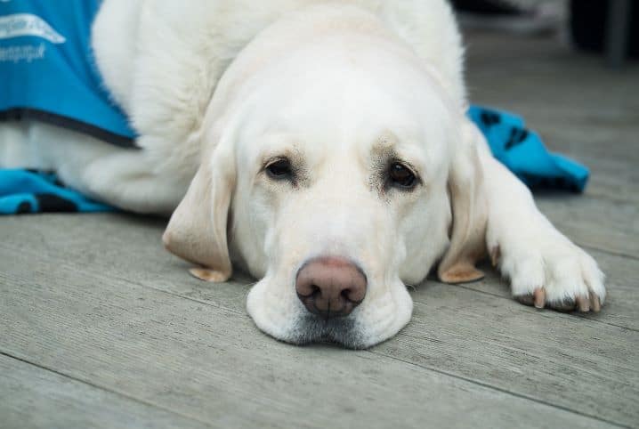 Como dar comprimido para cachorro? Confira dicas práticas 3 Labrador de pelos claros deitado no chão.