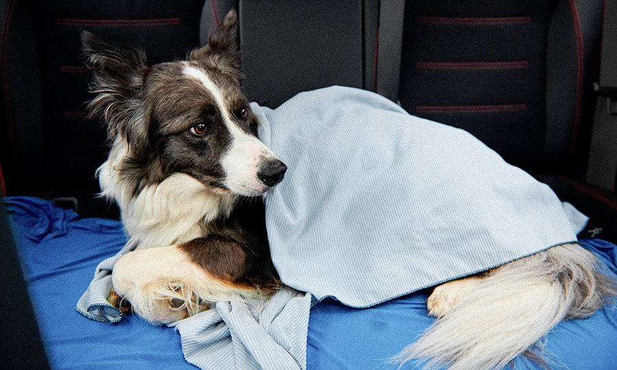Cachorro deitado no carro.