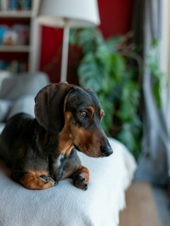 Imagem de cachorro deitado