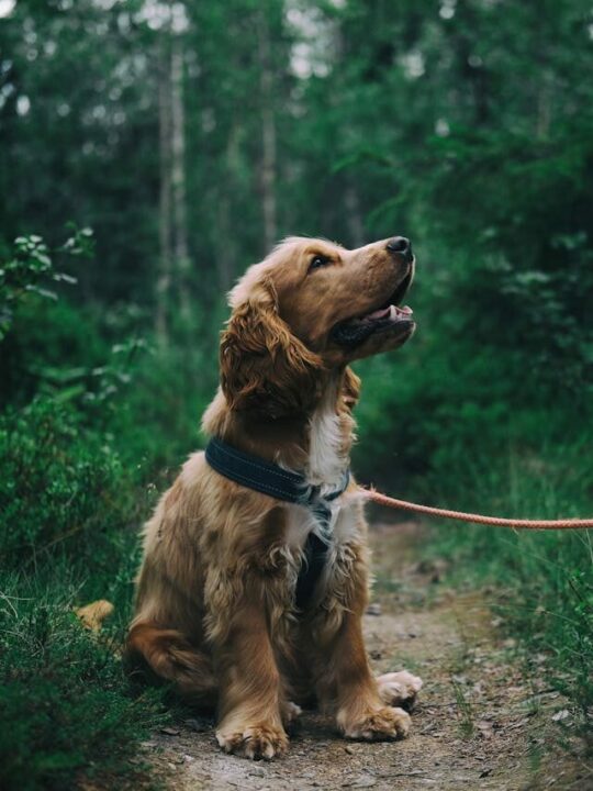 Cachorro na coleira.