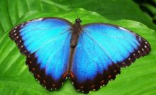 Borboleta azul em folha.