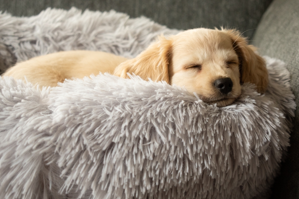 Cachorro dormindo.