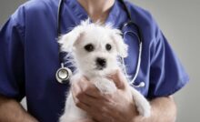 Veterinário segurando filhote de cachorro de pelo branco.