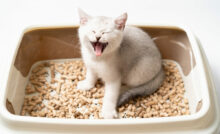 Gato miando na caixa de areia.
