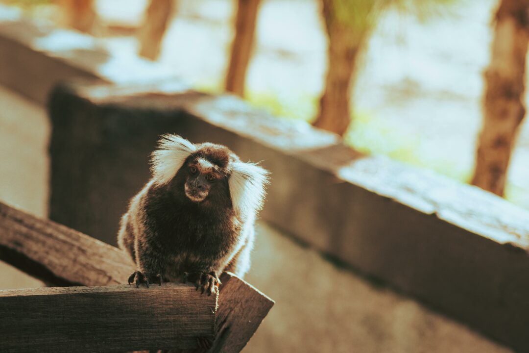 Imagem de macaco sagui
