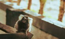 Imagem de macaco sagui