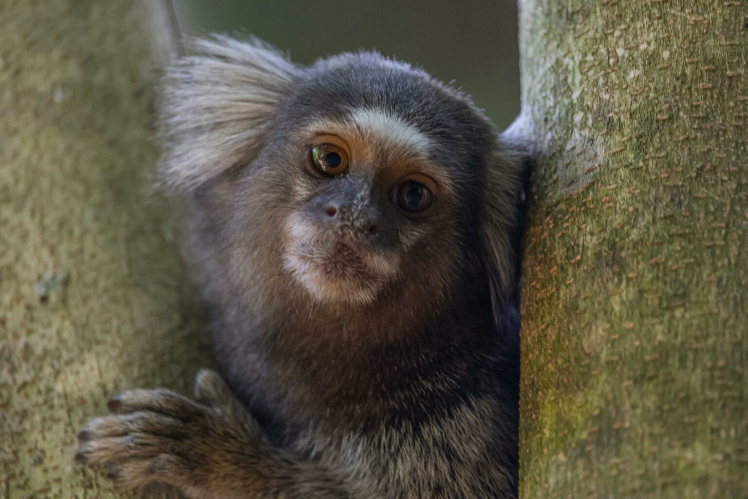 Macaco sagui: curiosidades sobre esse primata carismático | Petz
