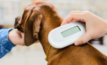 Identificador de microchip próximo ao pescoço de cachorro em tom marrom.
