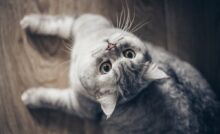 Imagem de gato