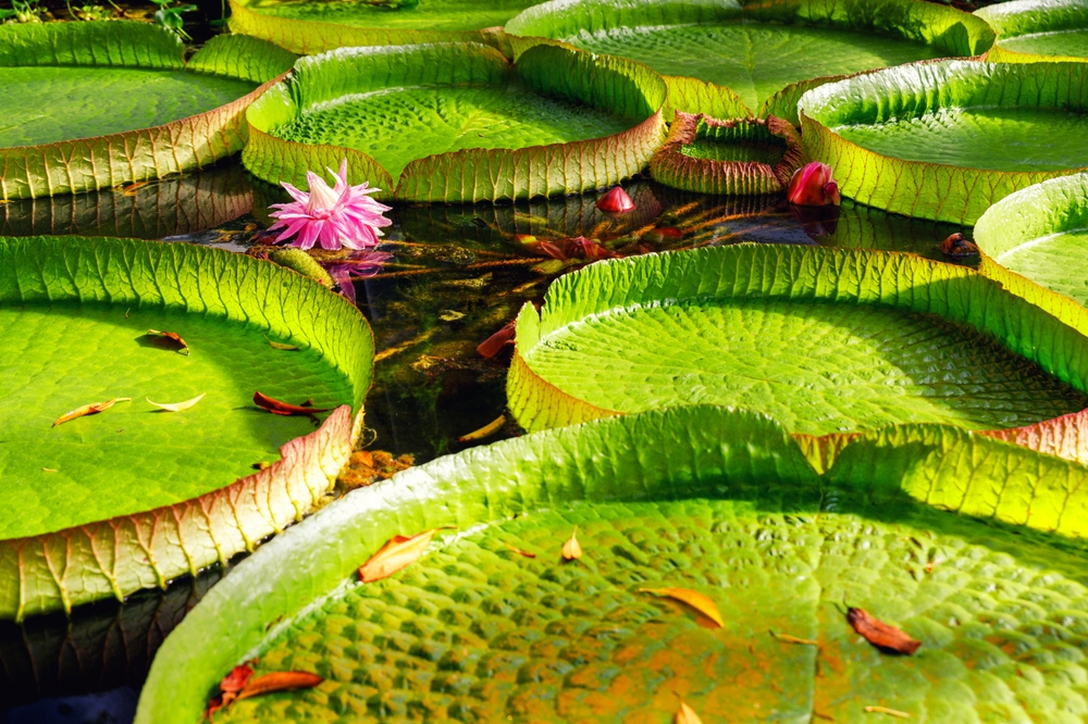 Imagem de planta aquática