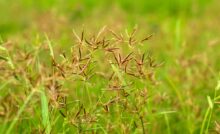 Imagem de planta tiririca