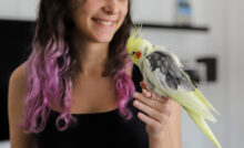 Menina com cabelo tonalizado de roxo segurando uma calopsita na mão.