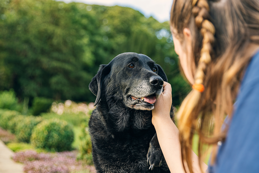 Menina dando carinho no rosto de um cachorro idoso de pelo preto.