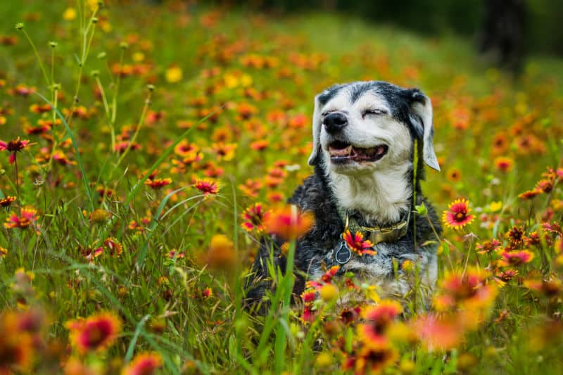 Cachorro idoso num jardim com flores alaranjadas.