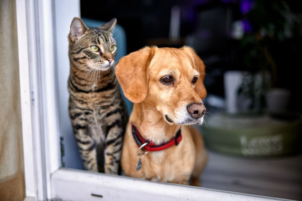 Cachorro e gato na janela, olhando para o lado externo da casa.