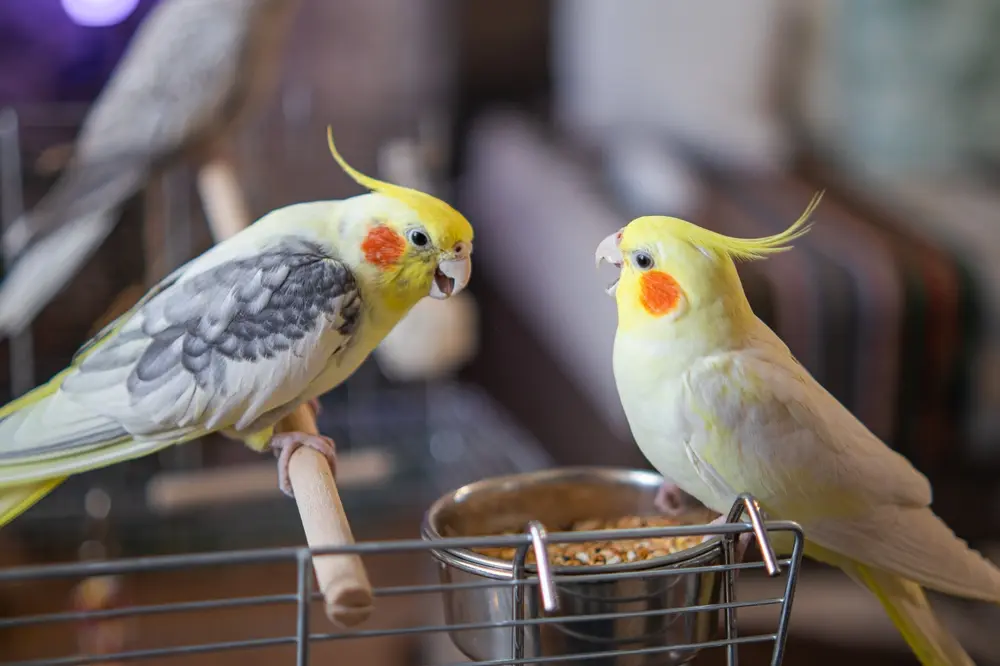 calopsita-na-natureza3