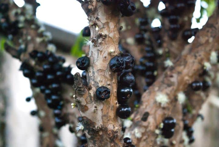 Troncos da jabuticabeira.