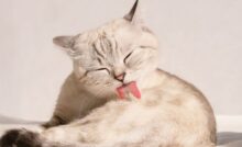 Gato se lambendo.