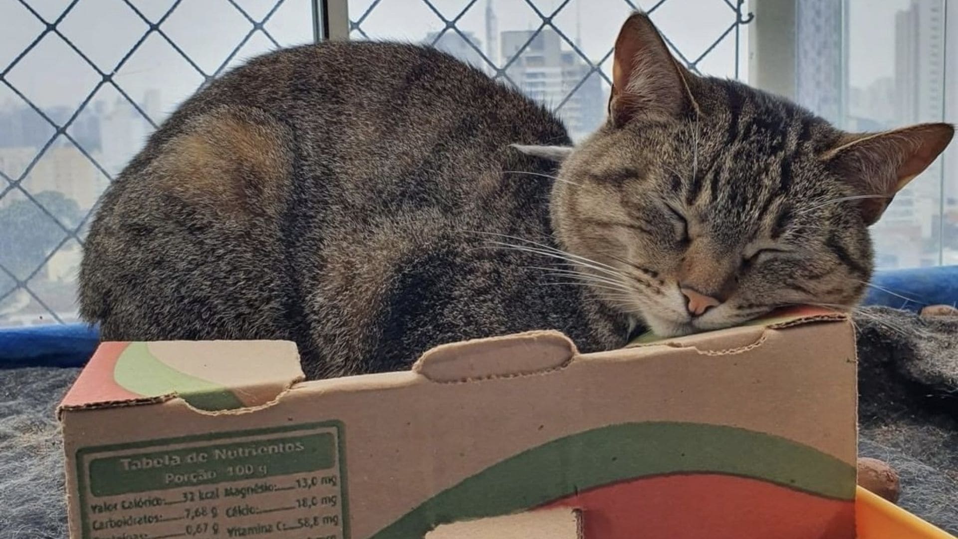 Gato com pelo rajado dormindo numa caixa de papelão.