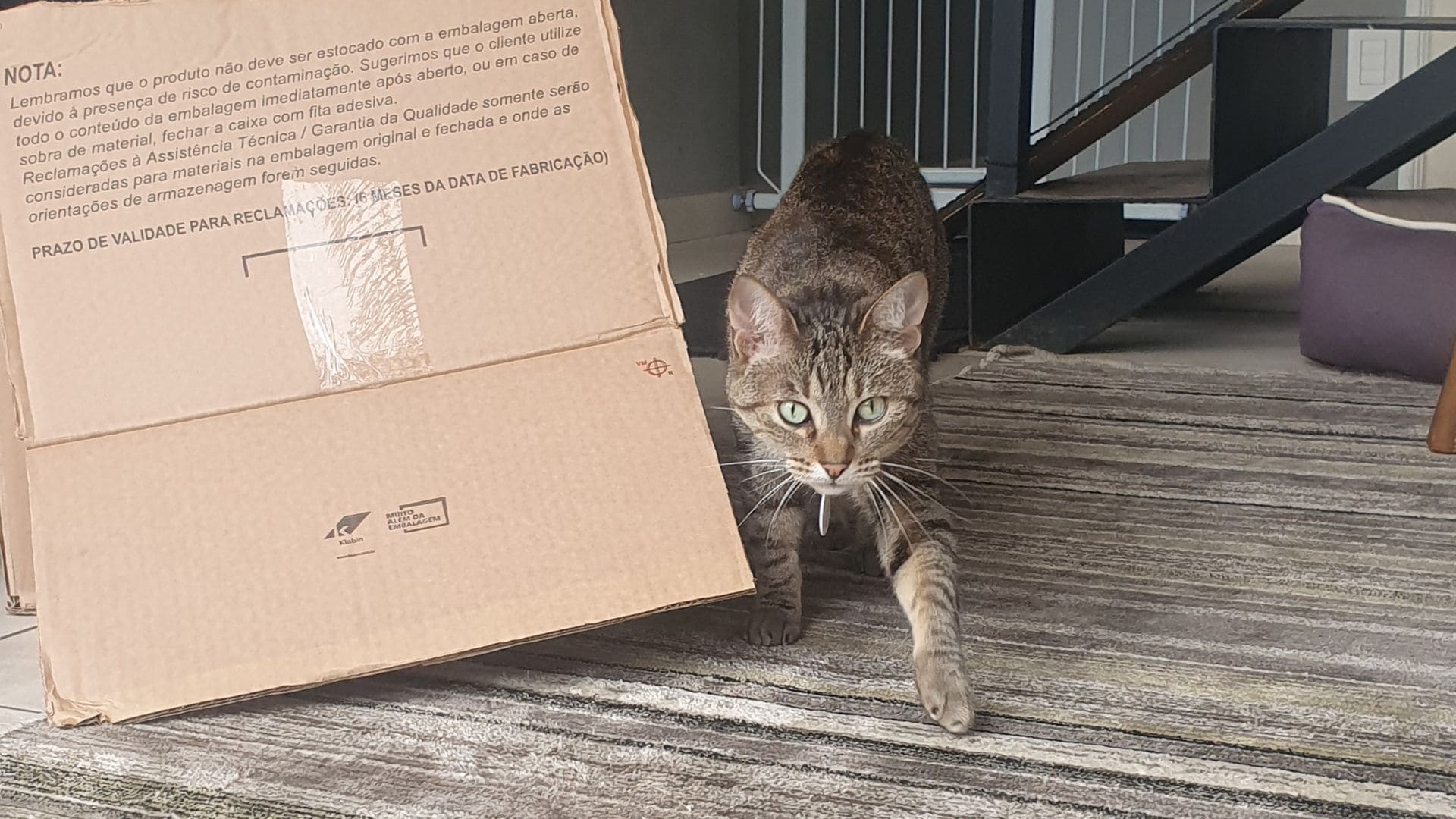 Gato ao lado da caixa de papelão.
