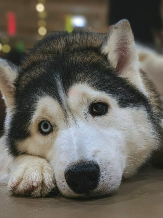Cachorro husky deitado.