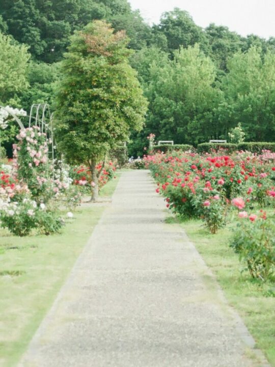 Imagem de jardim de flores