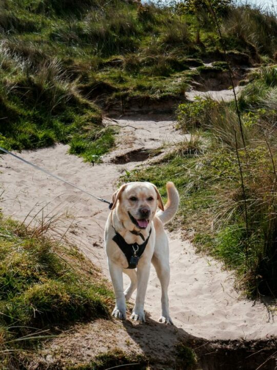 Golden retriever na natureza.