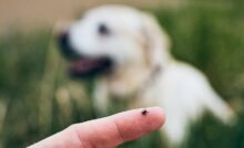 Pulga no dedo e cachorro labrador de fundo.